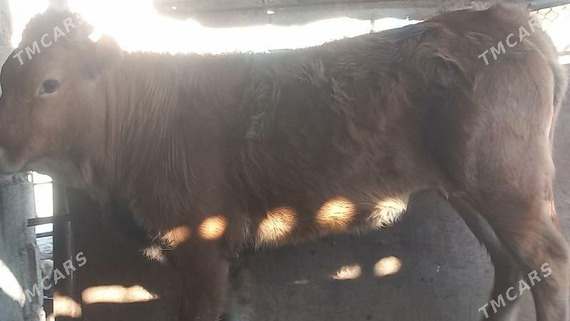 gacar - Gumdag - img 2