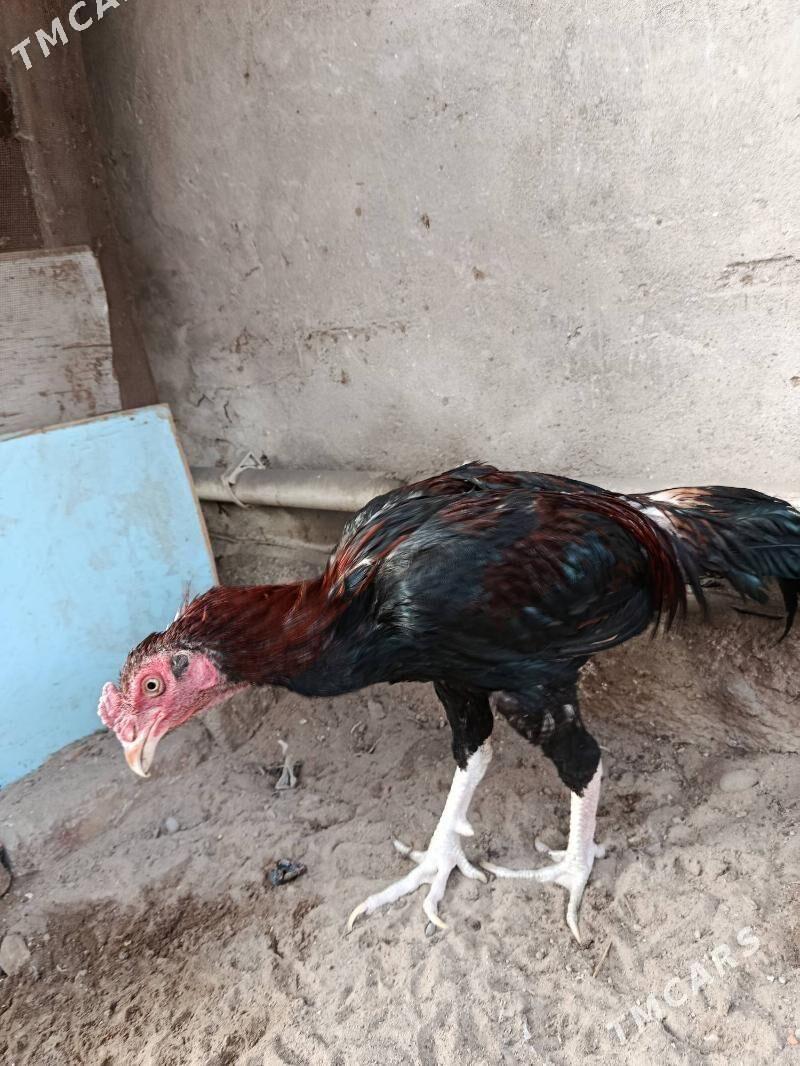 baysow - Türkmenabat - img 3