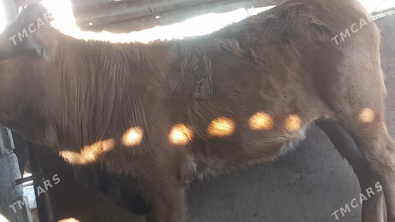 gacar - Gumdag - img 3