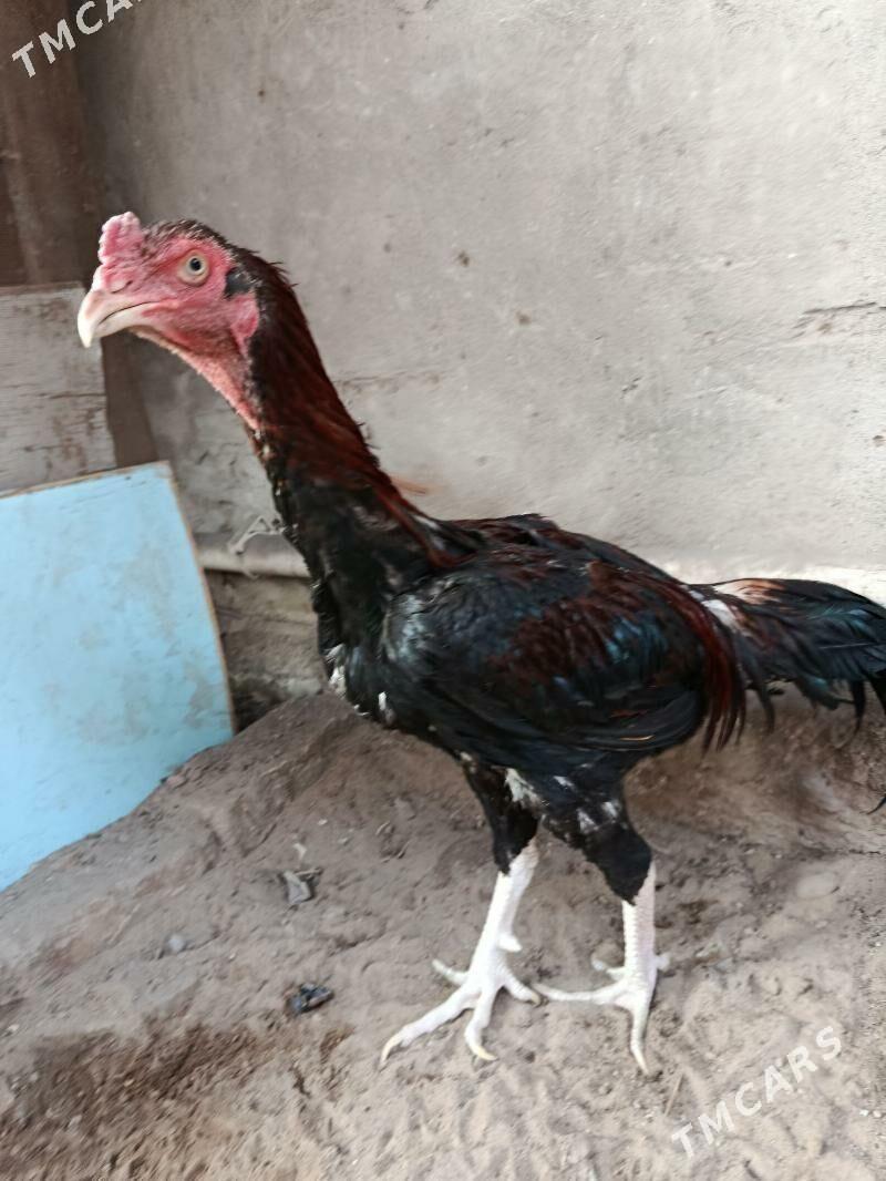 baysow - Türkmenabat - img 1