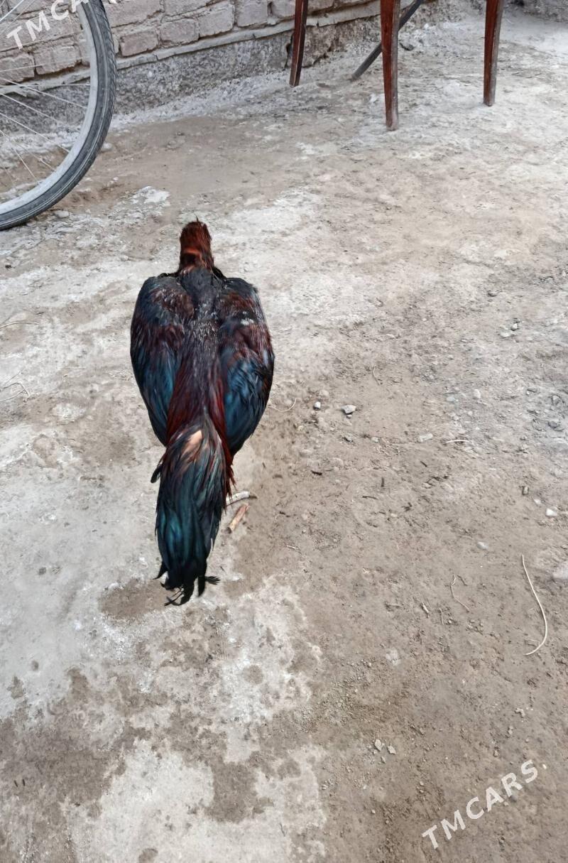 baysow - Türkmenabat - img 2