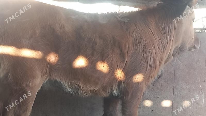 gacar - Gumdag - img 4