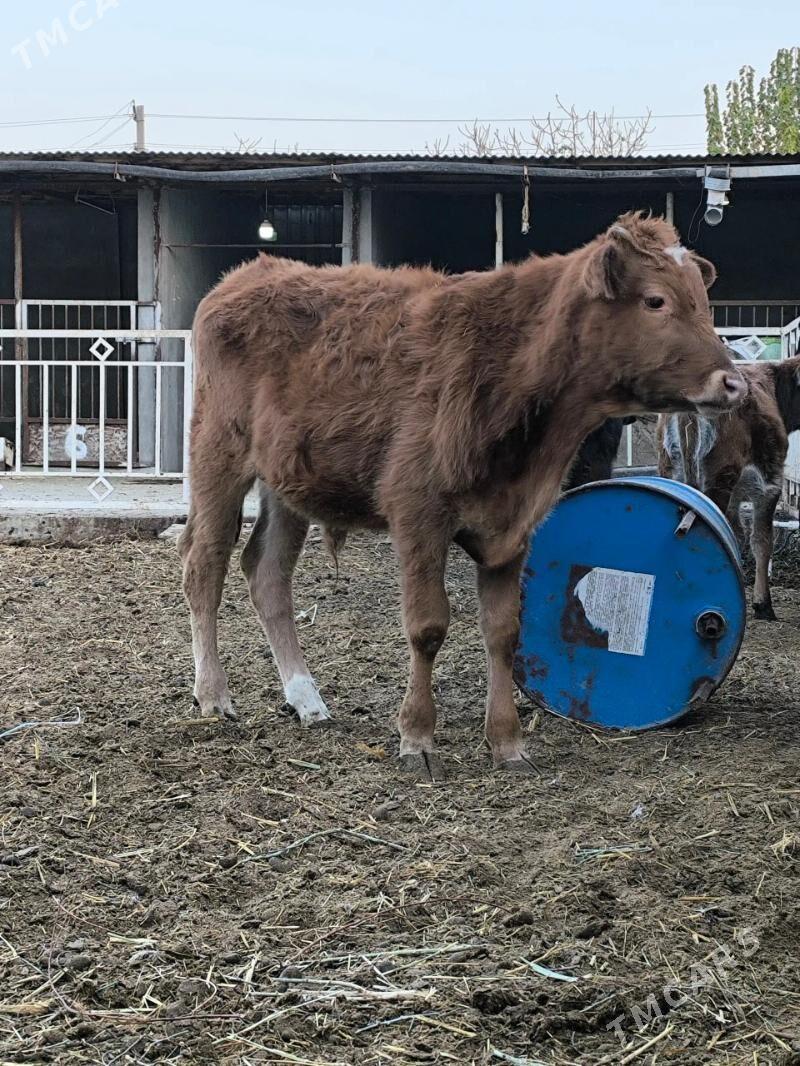 Öküz - Bäherden - img 1