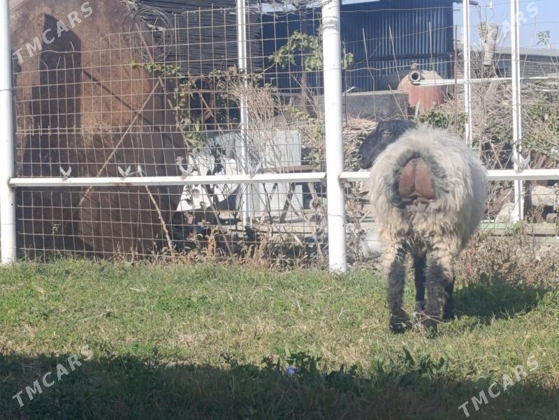 Işşek bakylan - Gökdepe - img 2