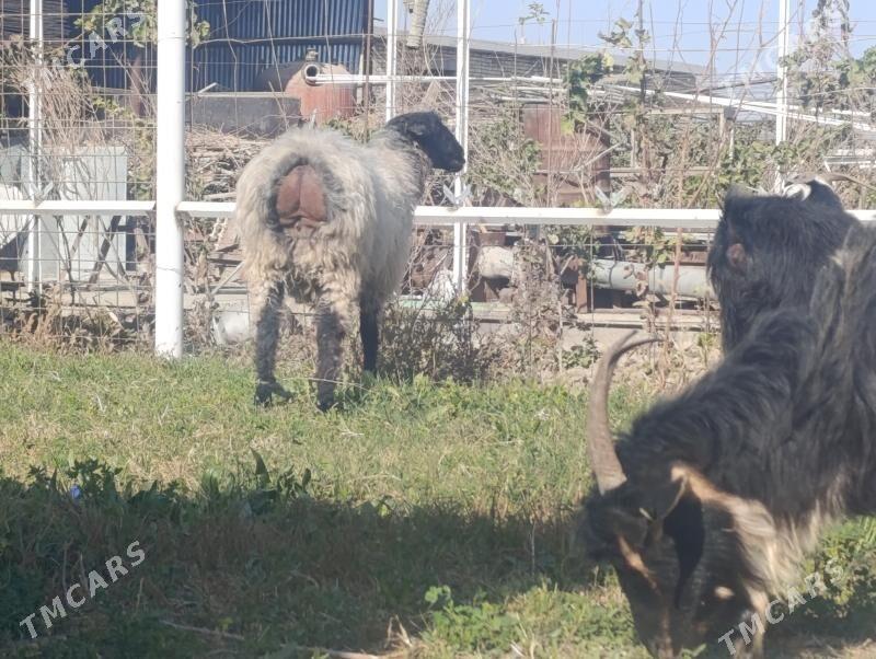 Işşek bakylan - Gökdepe - img 1