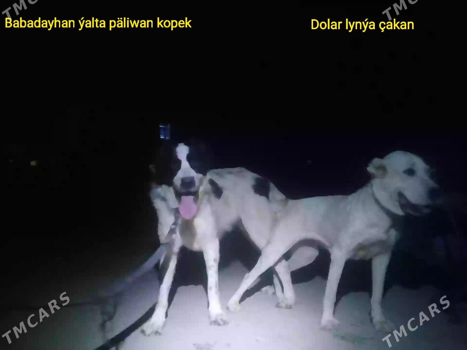 Azdar - Tejen - img 2