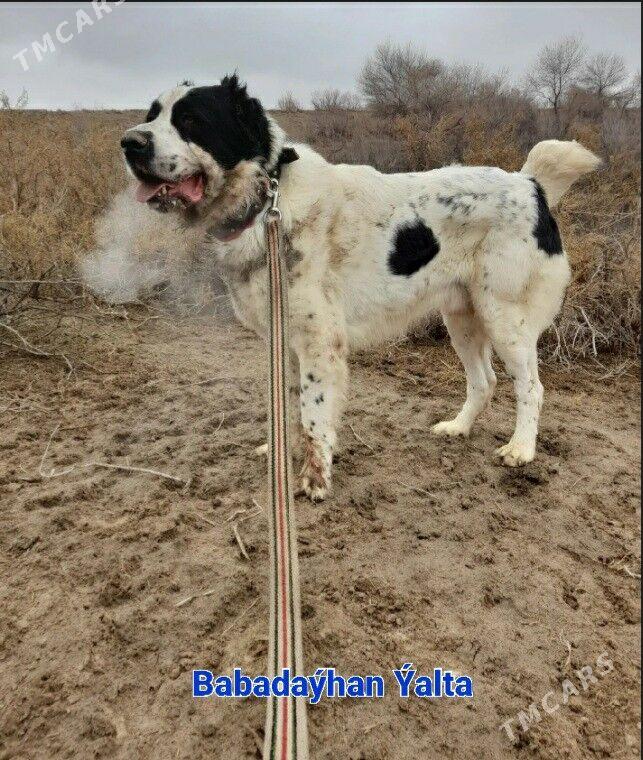 Azdar - Tejen - img 1