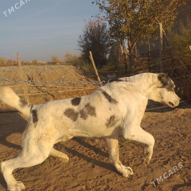 Azdar - Tejen - img 4