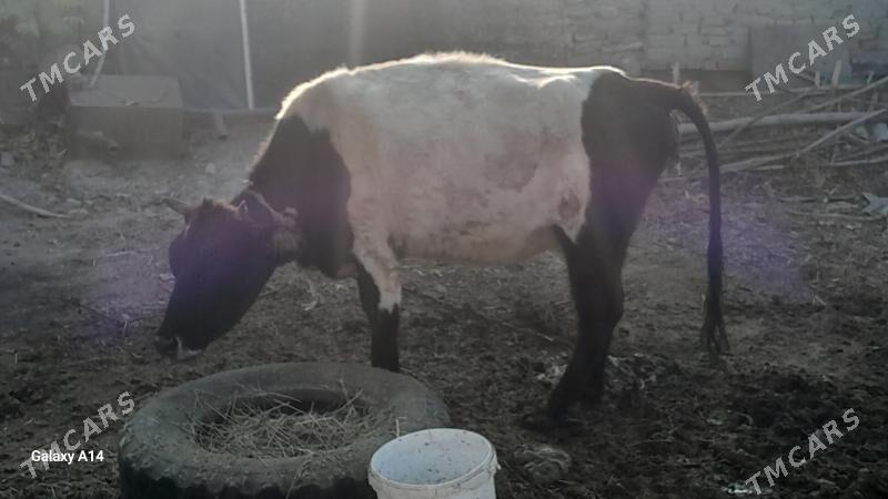 goleli sygyr - Бахарден - img 2