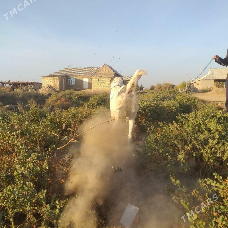 Azdar - Tejen - img 3