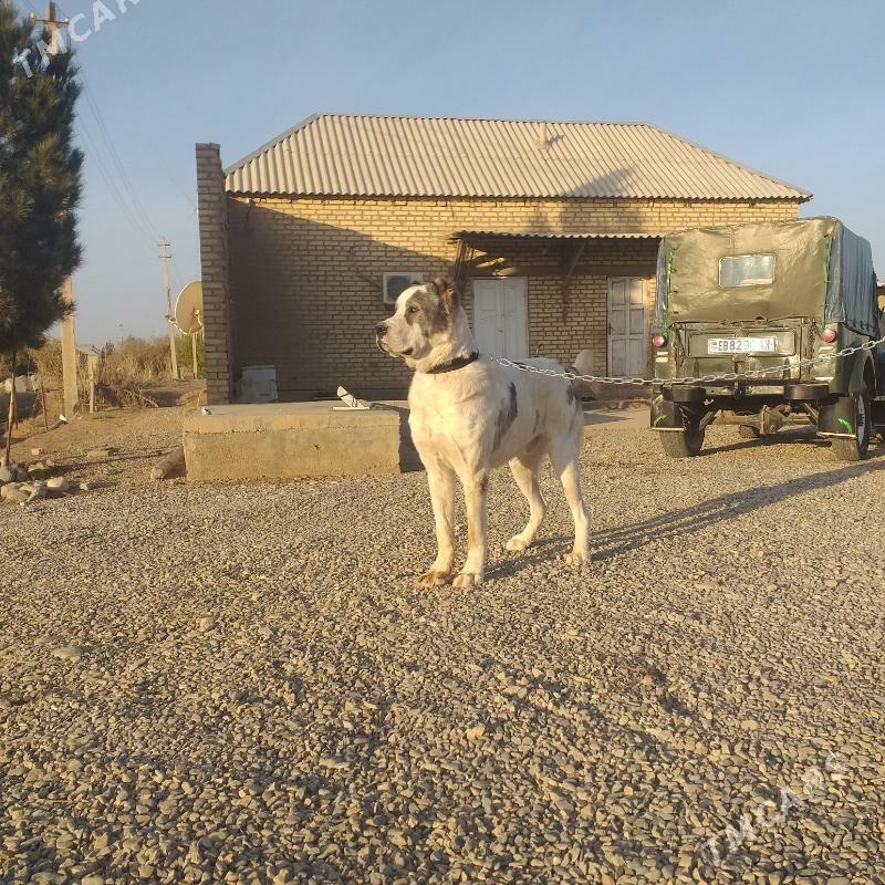 Azdar - Tejen - img 6