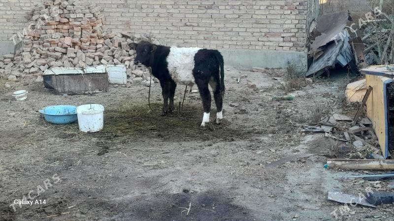 goleli sygyr - Бахарден - img 3