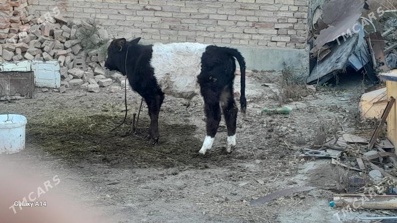 goleli sygyr - Бахарден - img 4