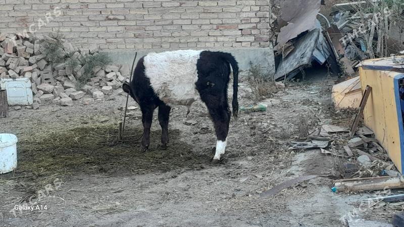 goleli sygyr - Бахарден - img 5