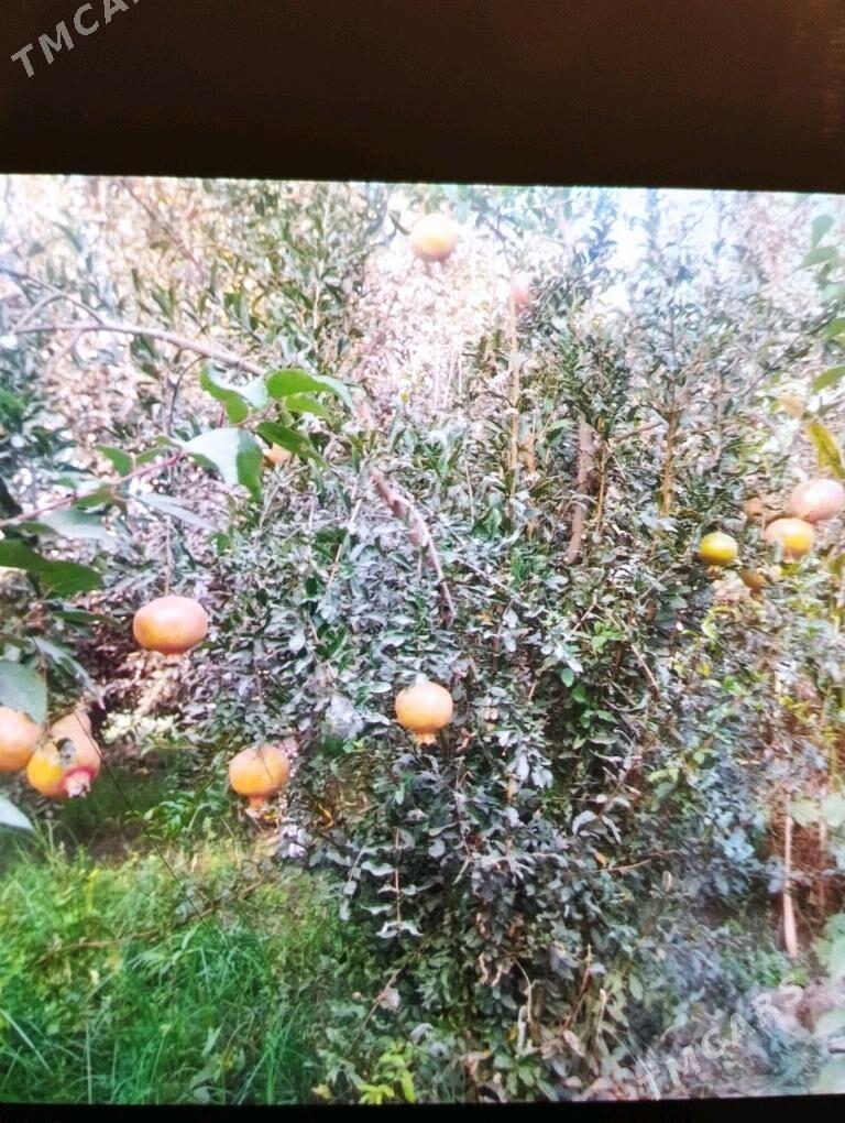 Bidane nar nahaly - Туркменгала - img 1
