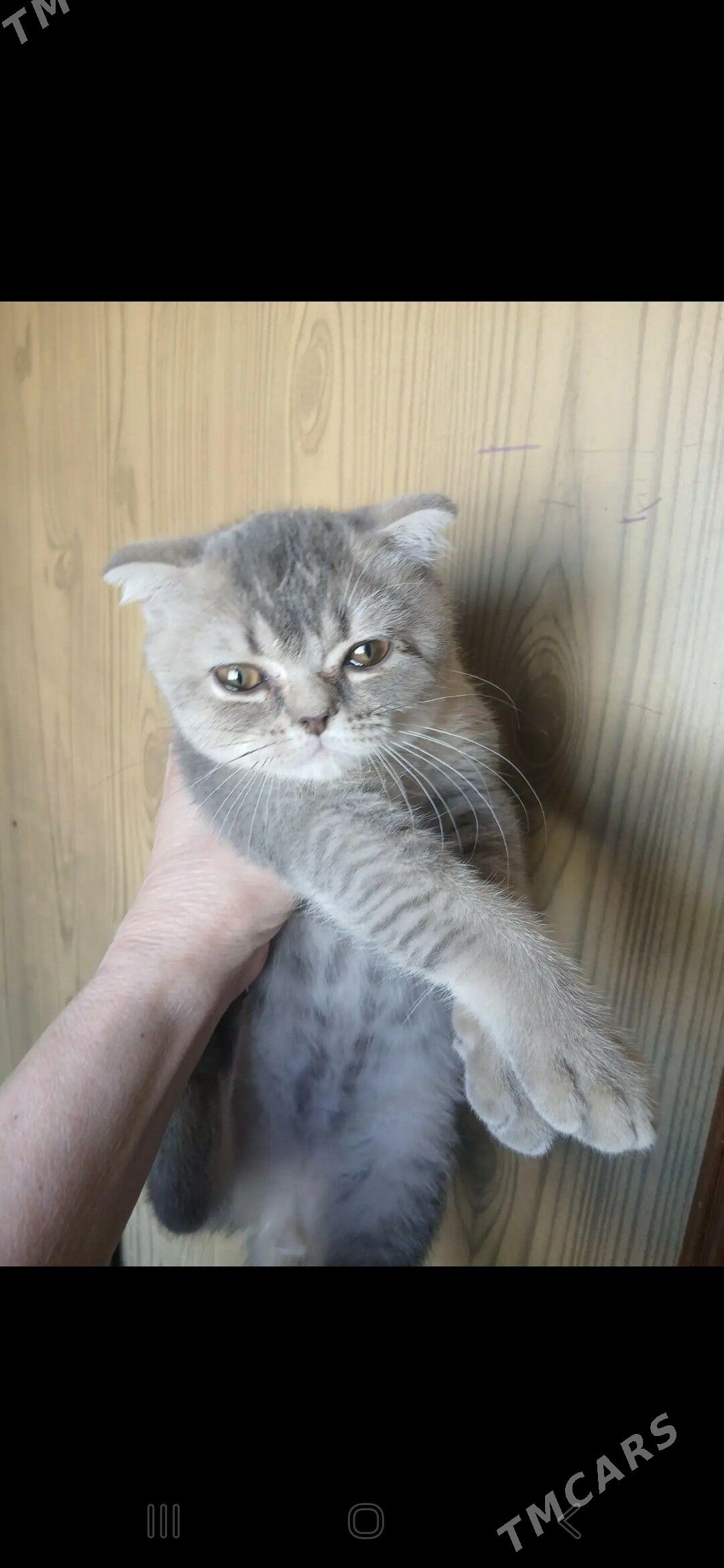 отдадим котика в добрые руки - 11 mkr - img 1