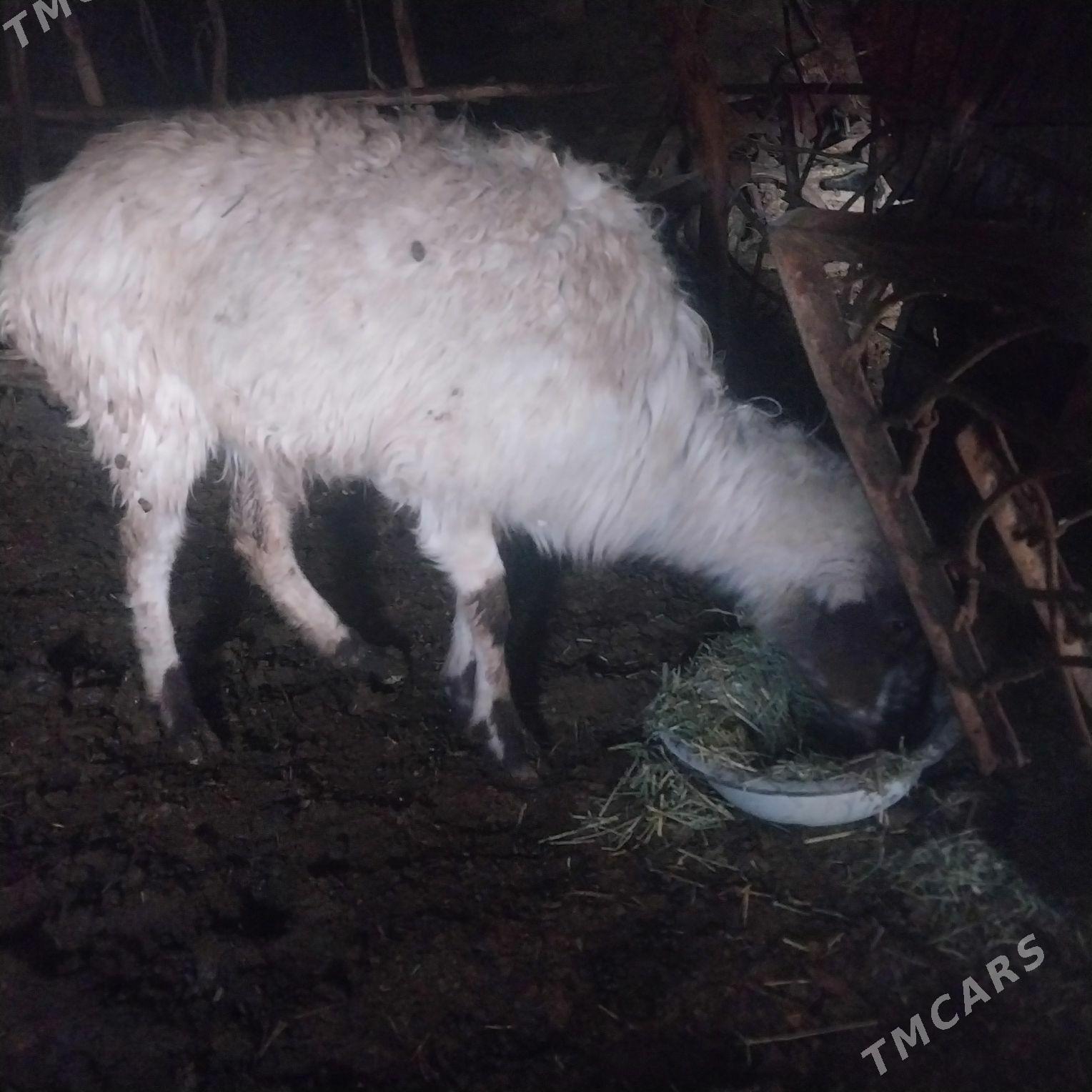 Goyun - Бахарден - img 2