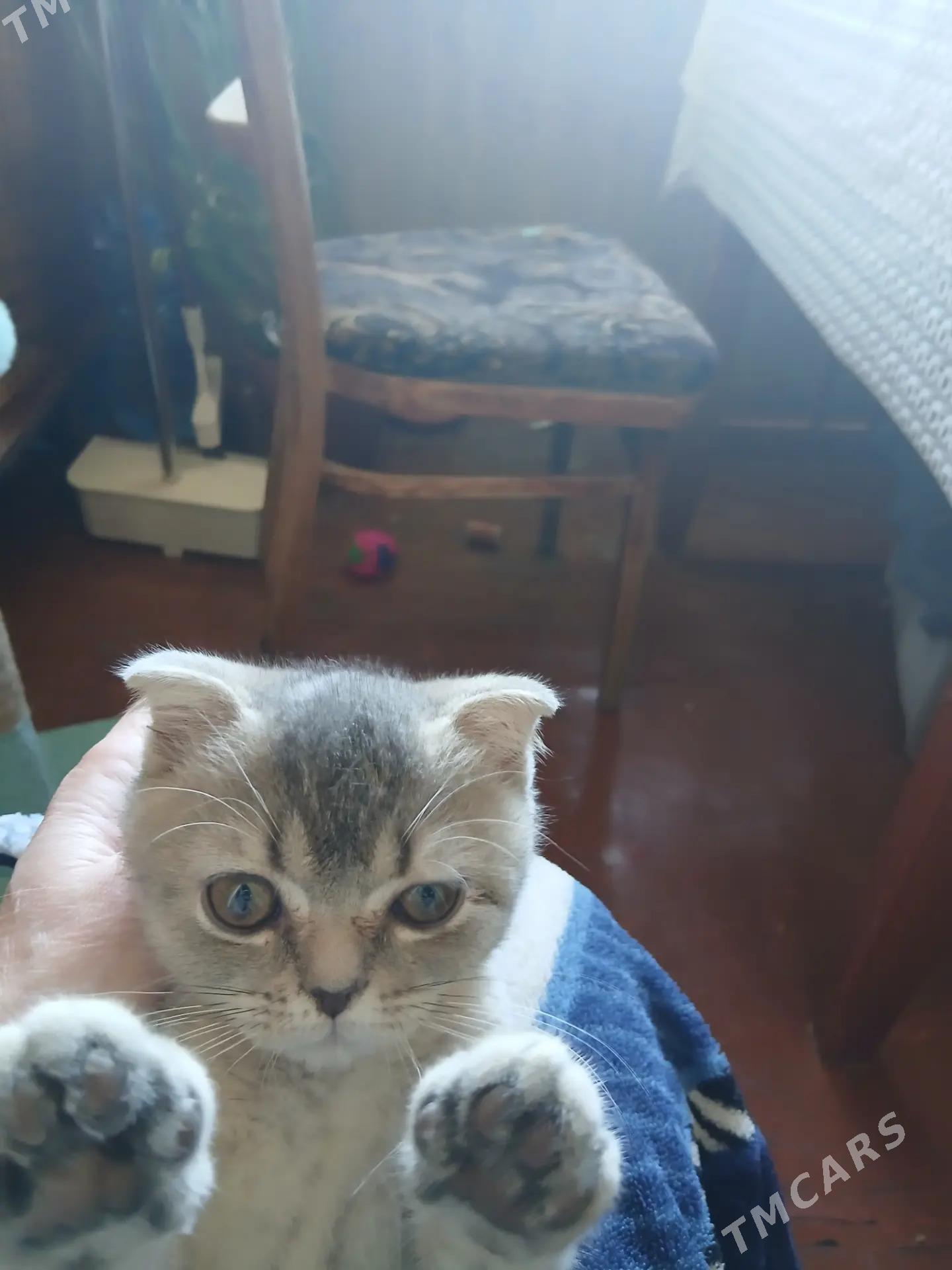 отдадим котика в добрые руки - 11 mkr - img 2