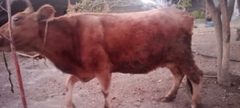 sygyr - Bäherden - img 3