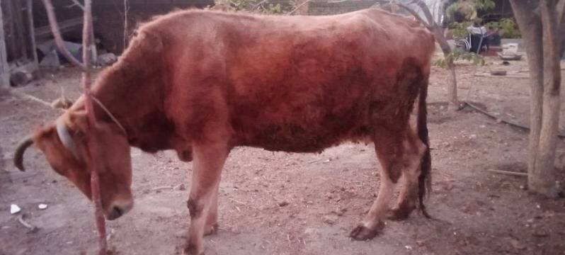 sygyr - Bäherden - img 2