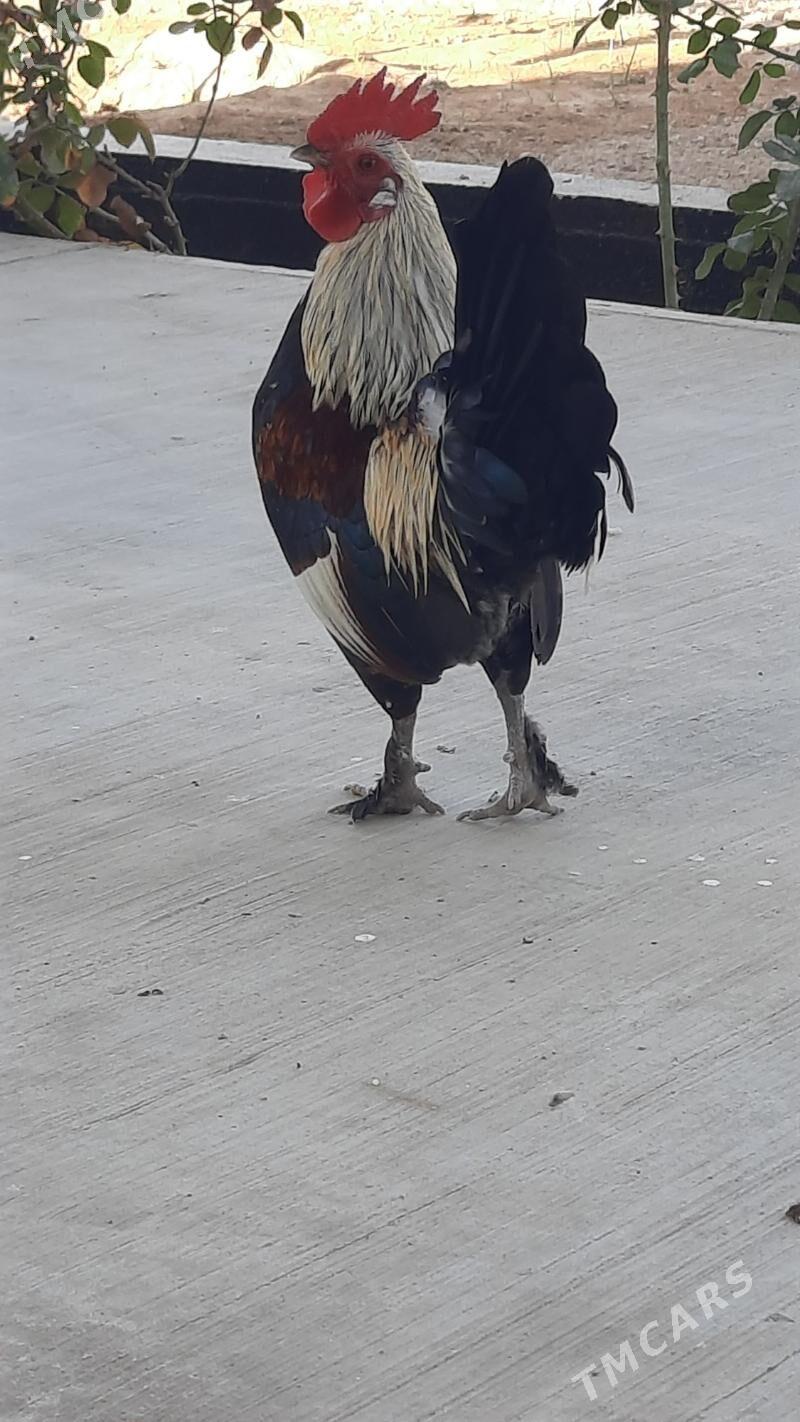 Karlik Horaz - Тязе заман - img 2