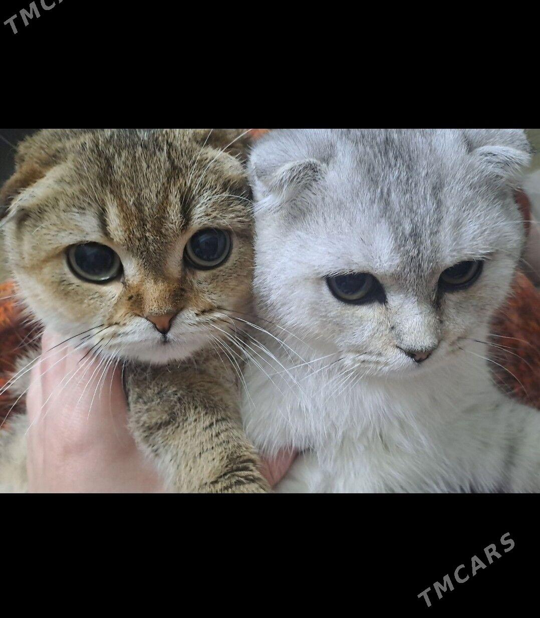 Шотландские котята - Ашхабад - img 4