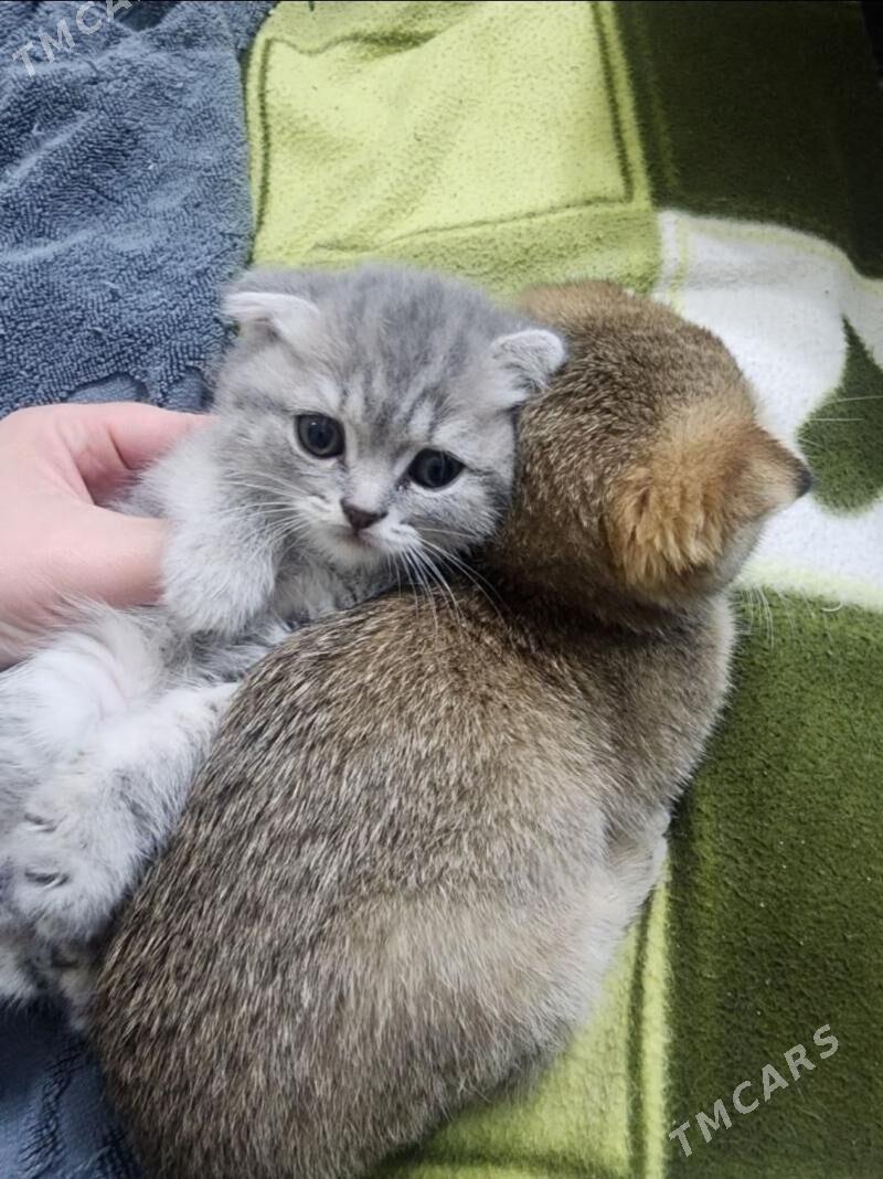 Шотландские котята - Ашхабад - img 9