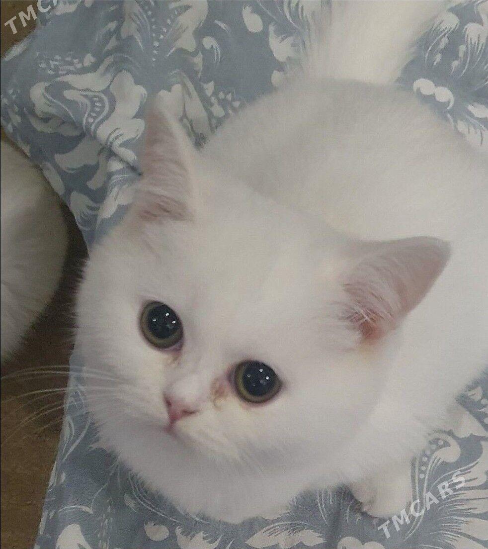 Шотландские котята - Ашхабад - img 5