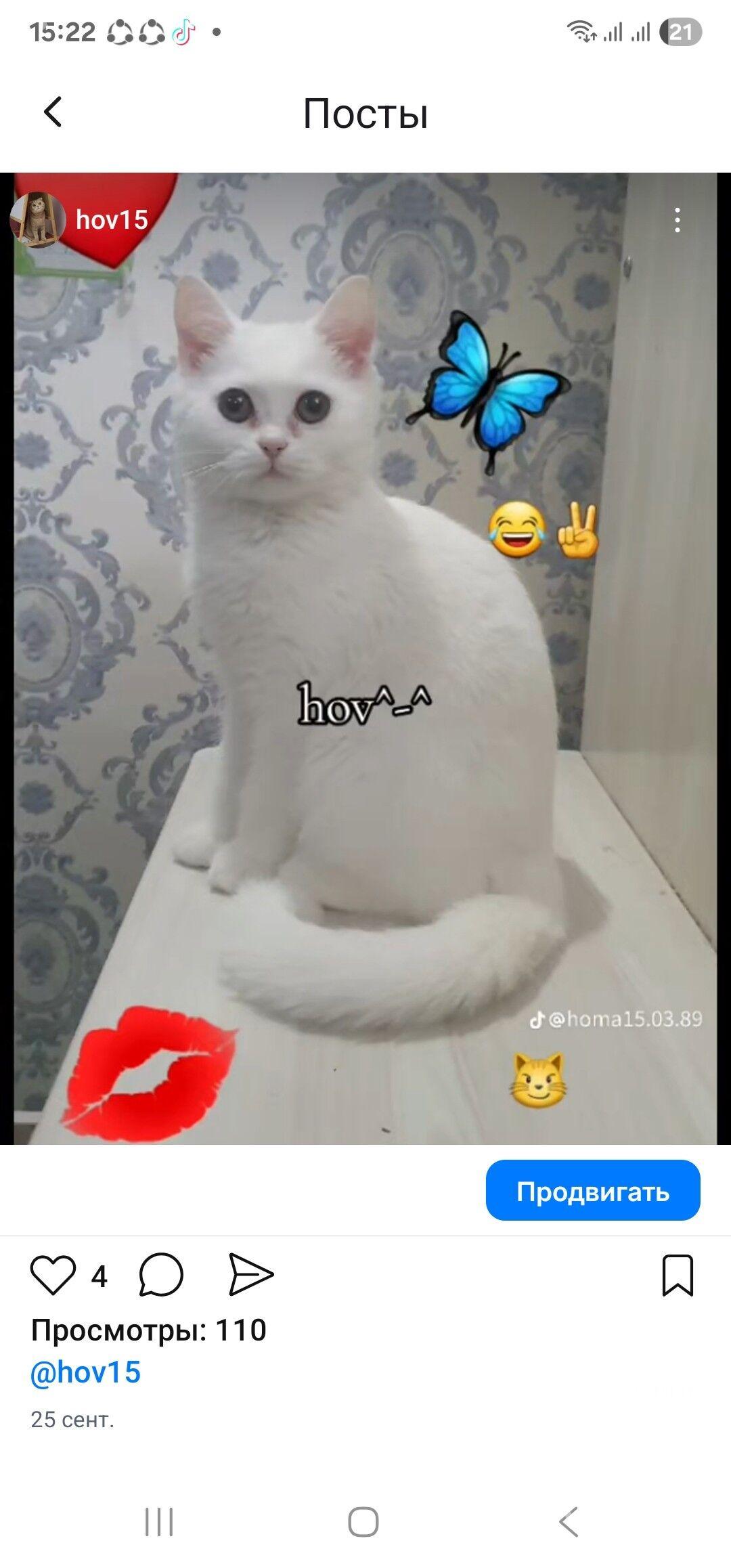 Шотландские котята - Ашхабад - img 3