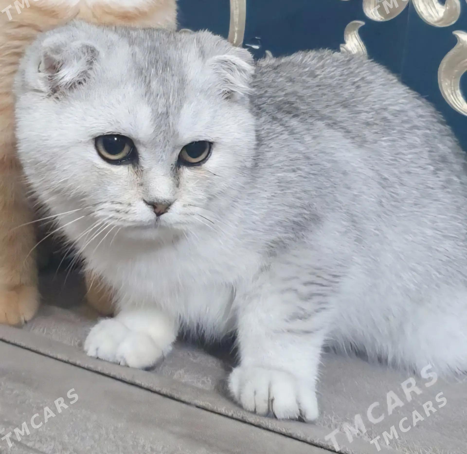 Шотландские котята - Ашхабад - img 1