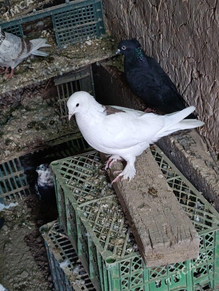 kepderi - Туркменабат - img 2