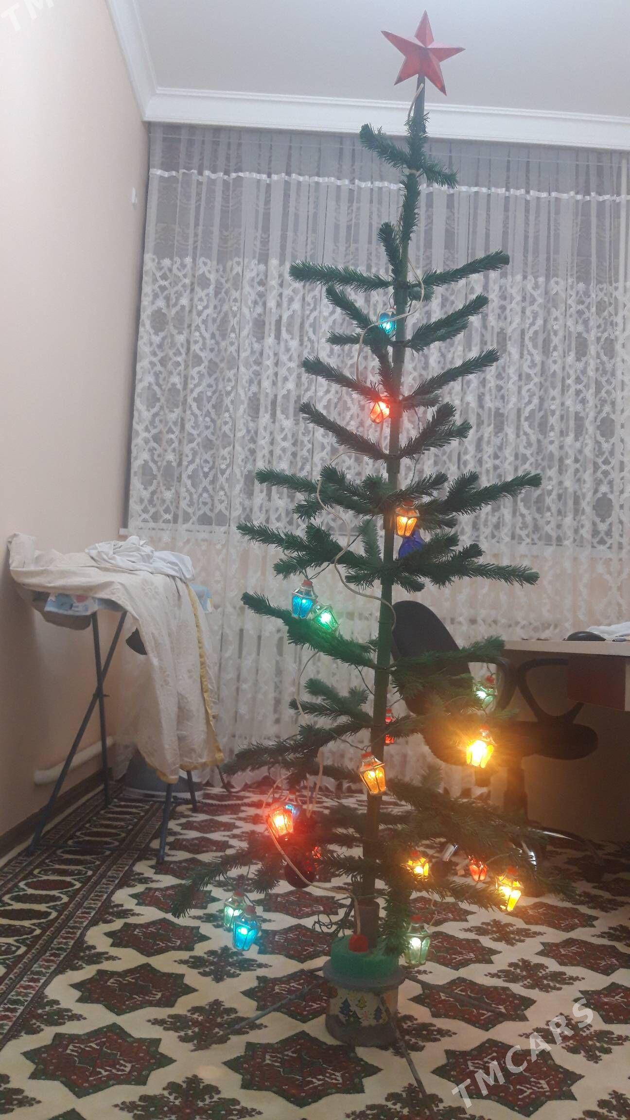 Yolka - Daşoguz - img 1