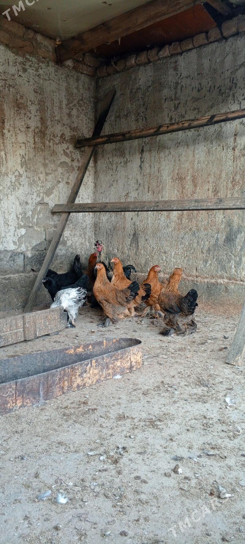 jüje - Bagyr - img 5