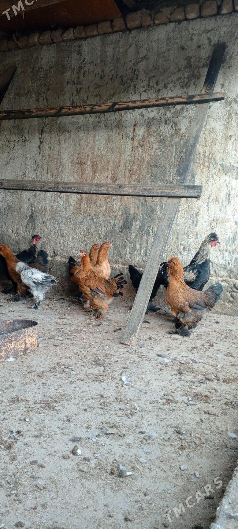 jüje - Bagyr - img 2