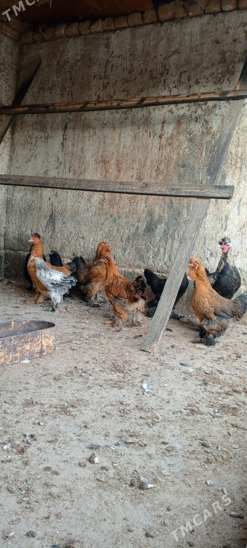 jüje - Bagyr - img 3