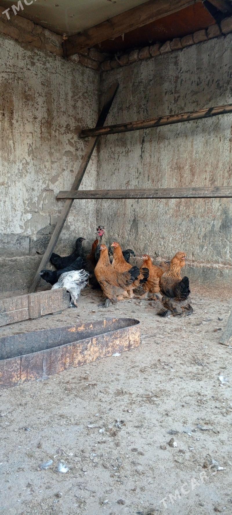 jüje - Bagyr - img 4