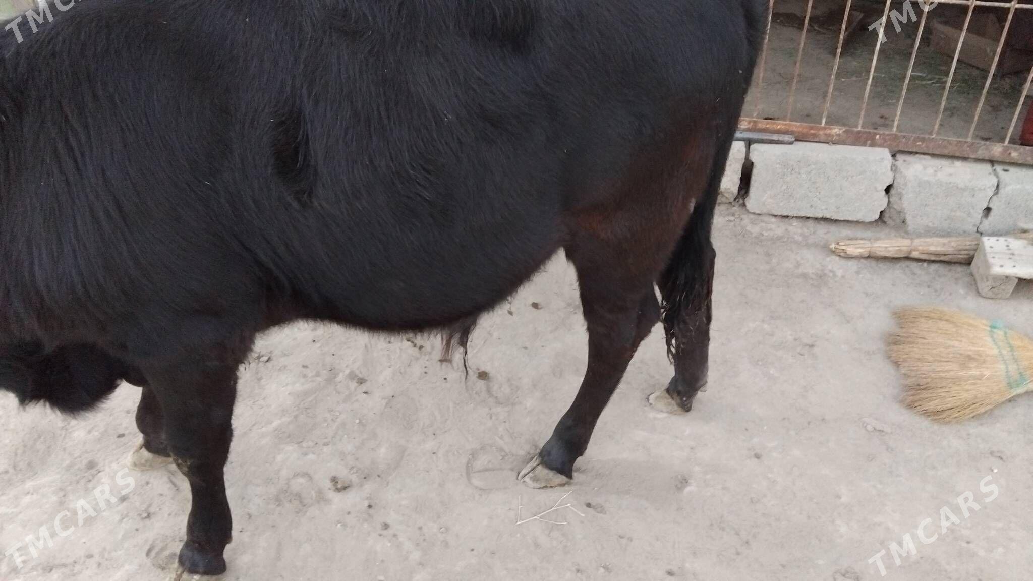 OKÜZ ŞWES - Ашхабад - img 2