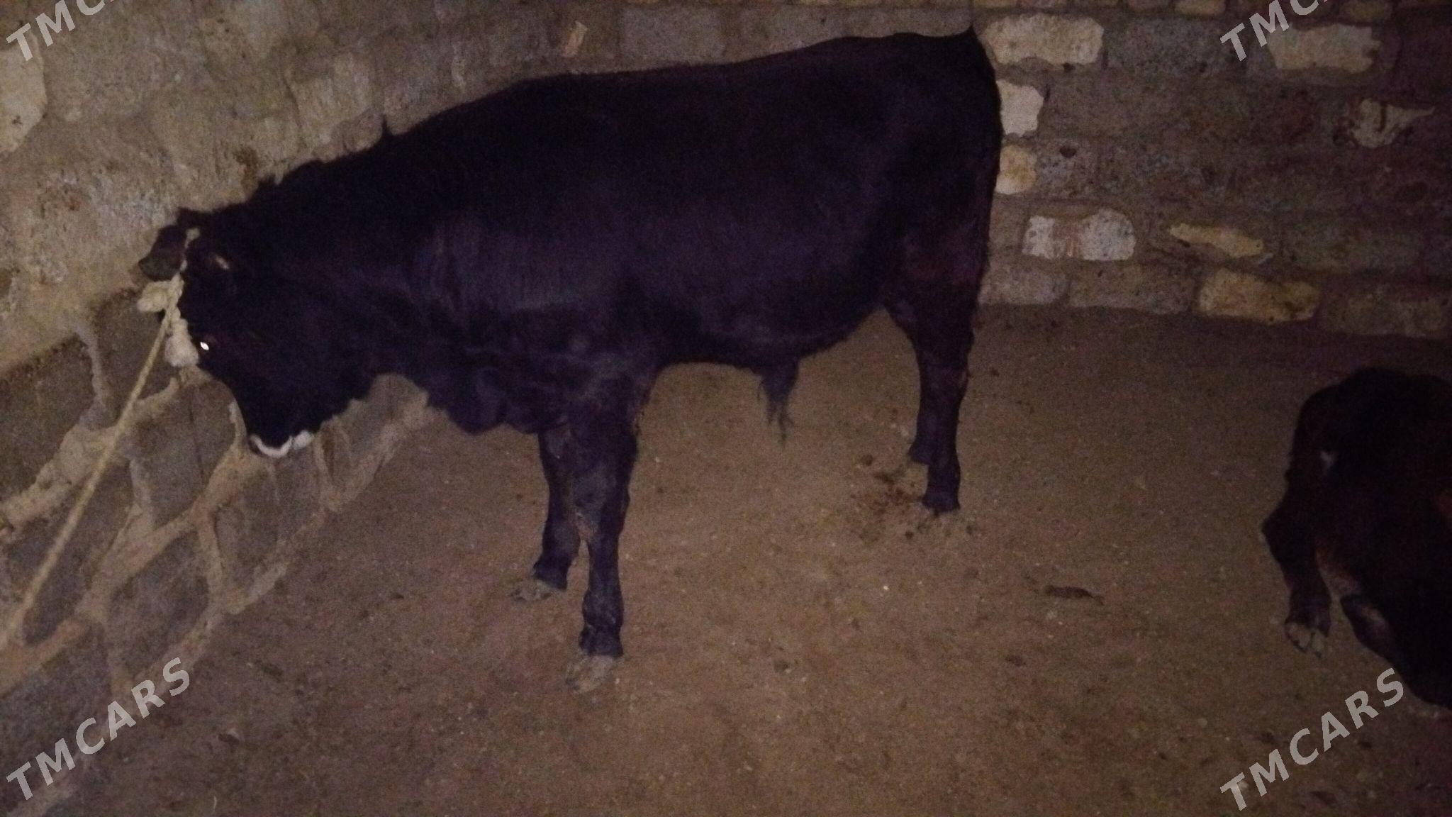 OKÜZ ŞWES - Ашхабад - img 1