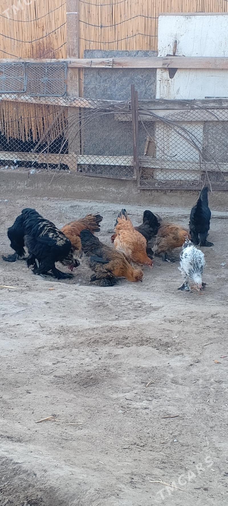 jüje - Bagyr - img 6