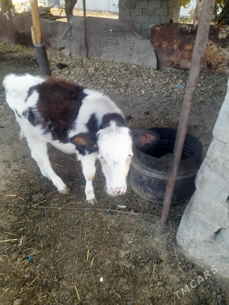 gole - Gökdepe - img 3