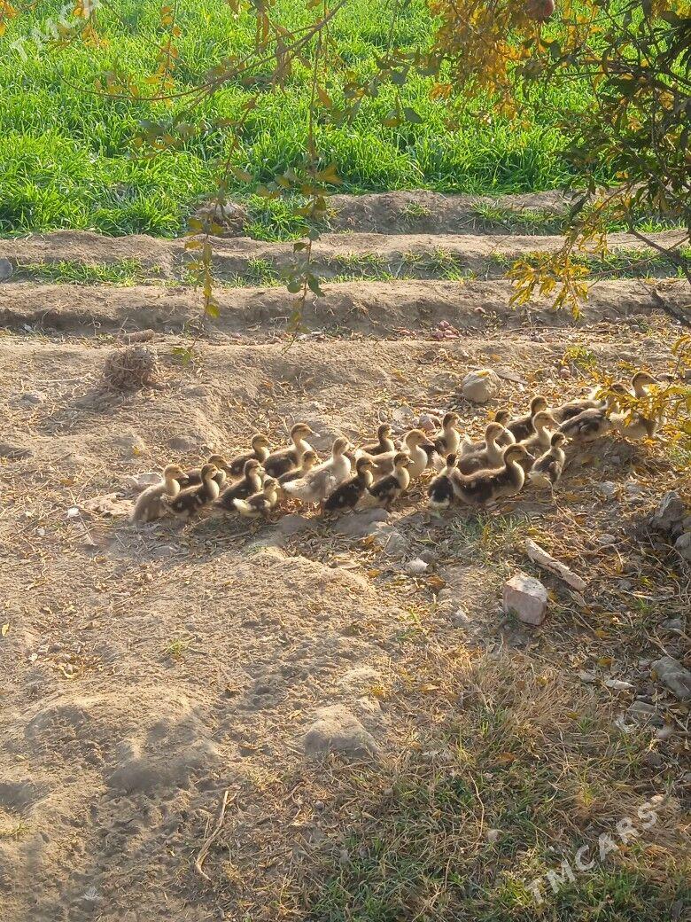 indautga juyje - Gökdepe - img 4