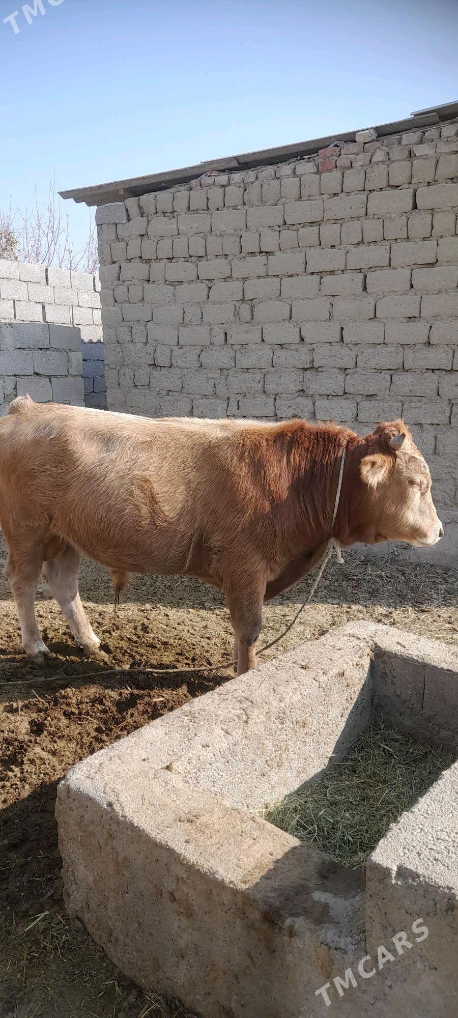 Öküz - Bäherden - img 3