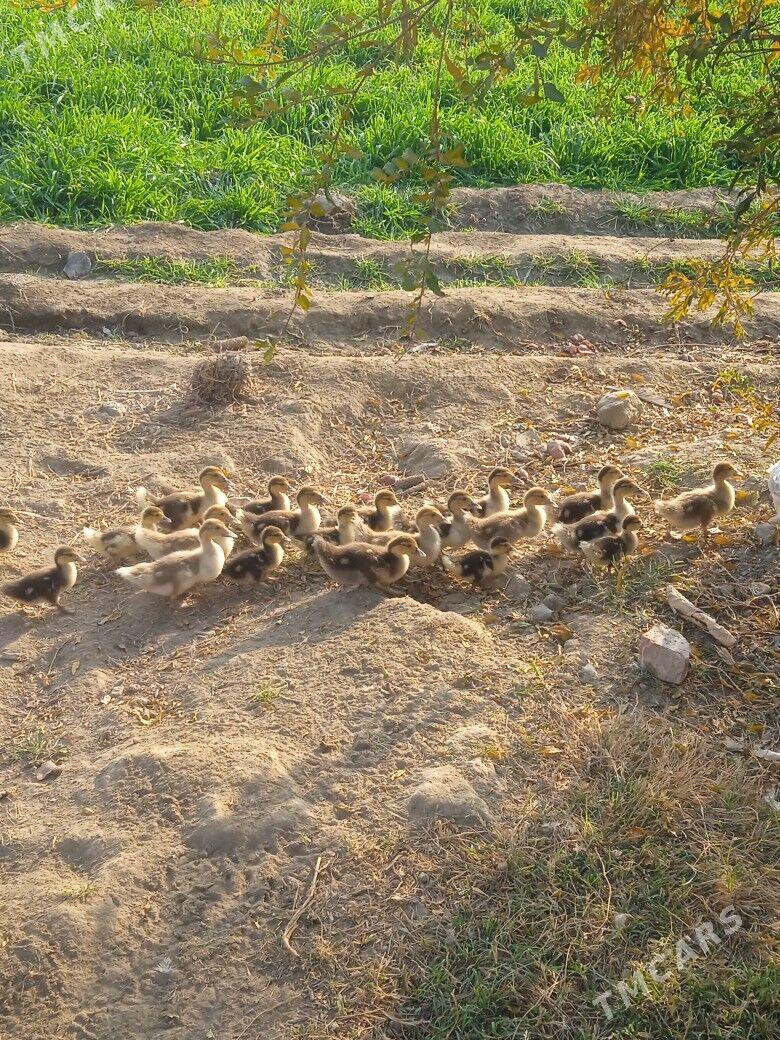 indautga juyje - Gökdepe - img 2