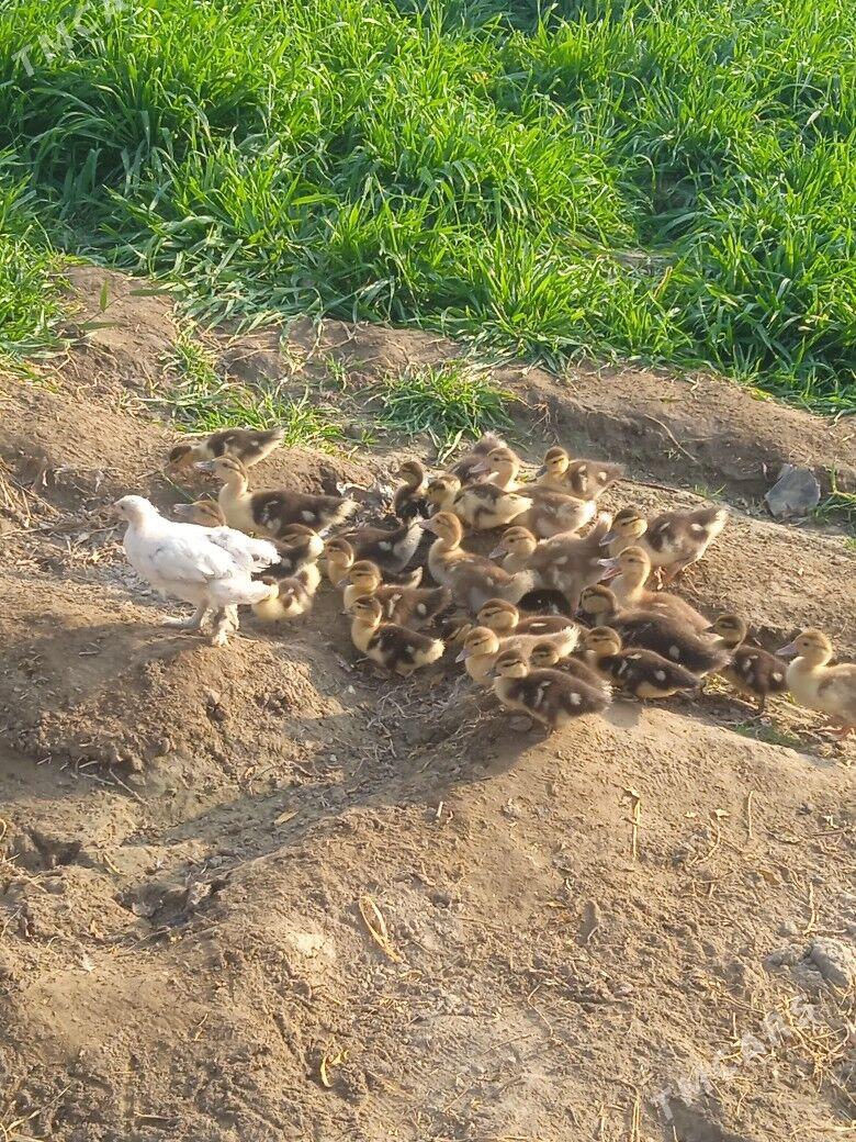 indautga juyje - Gökdepe - img 3