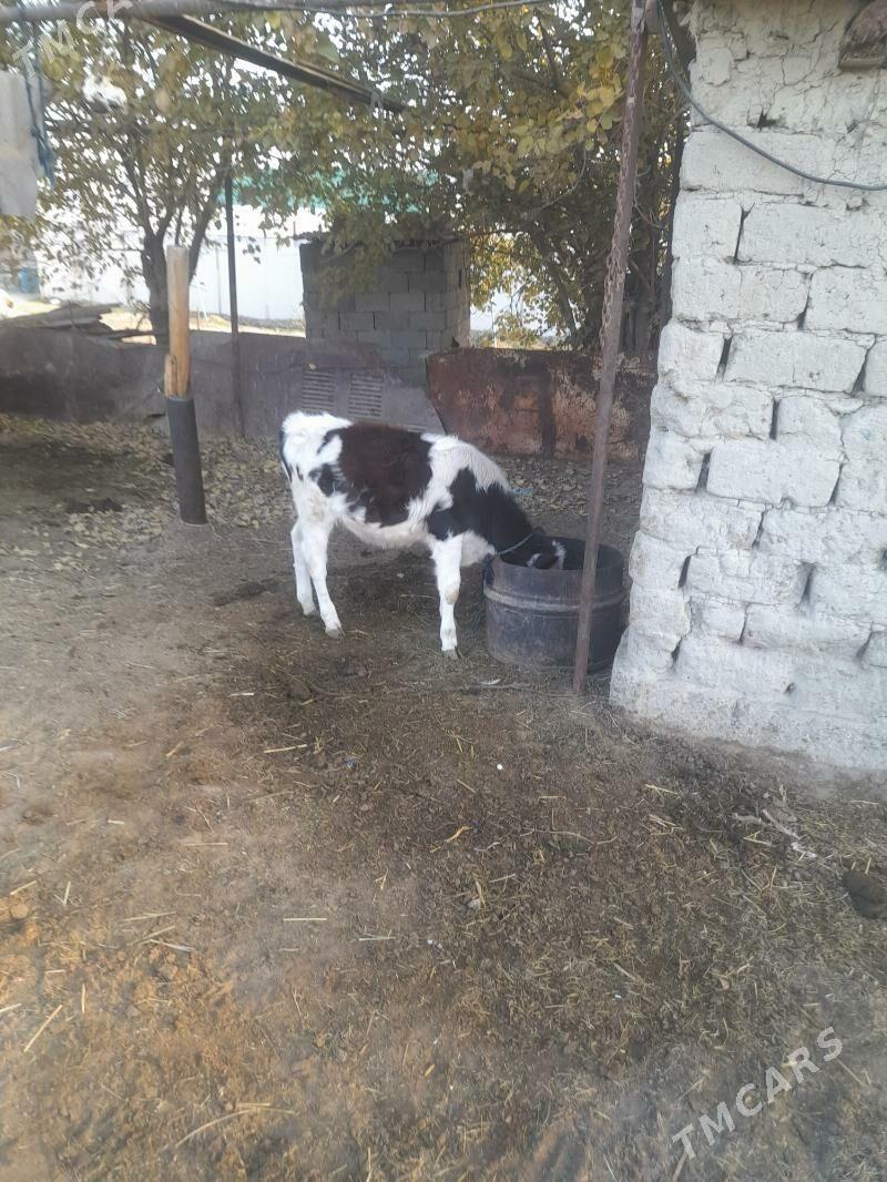 gole - Gökdepe - img 4