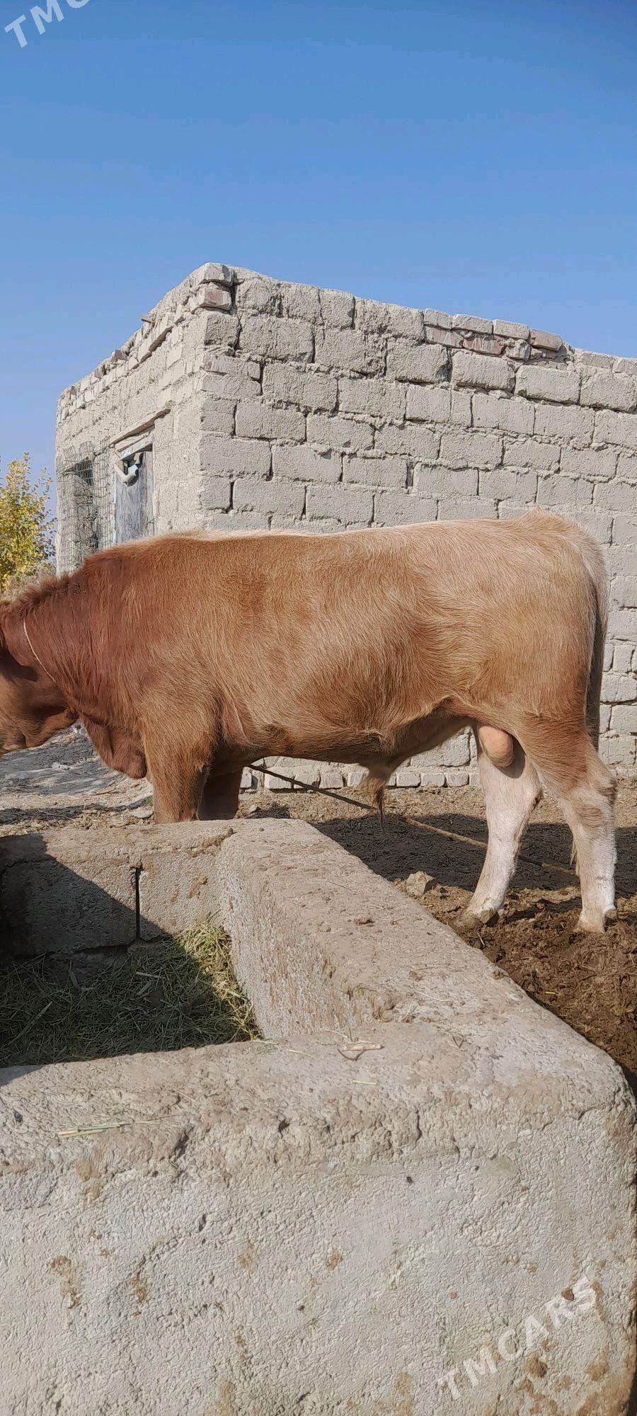 Öküz - Bäherden - img 2