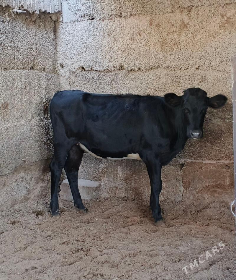 Çorni piyostur tuwe - Herrikgala - img 3