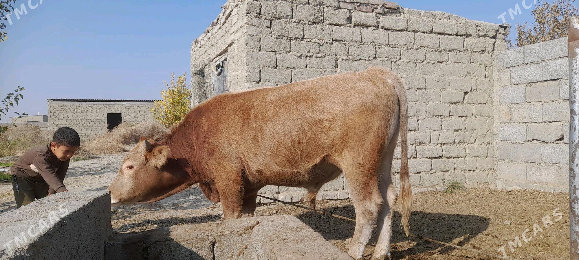 Öküz - Bäherden - img 4