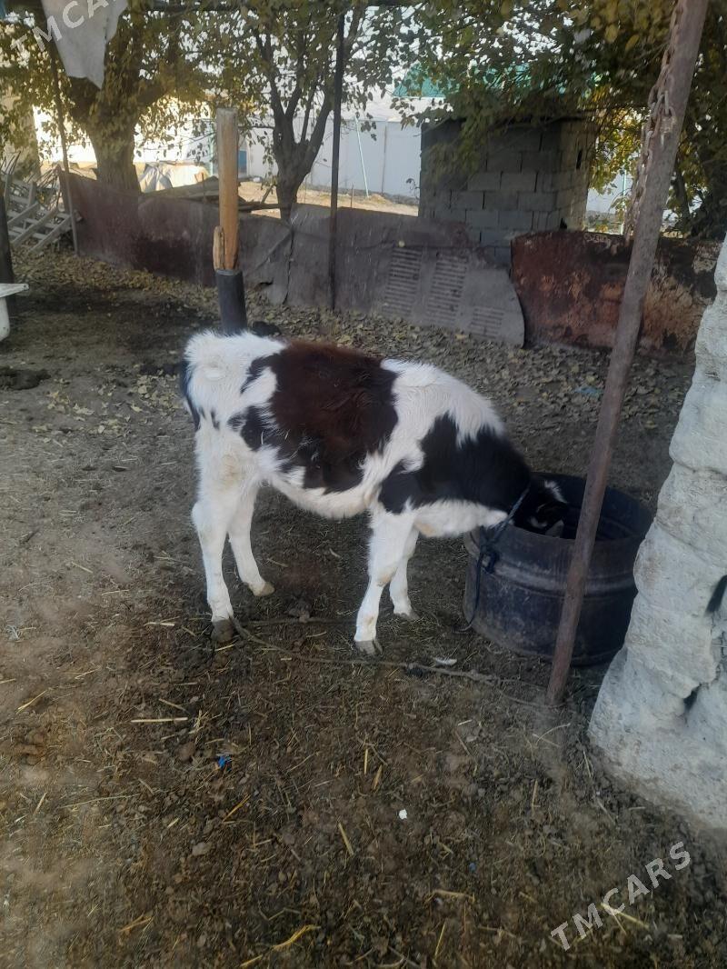 gole - Gökdepe - img 2