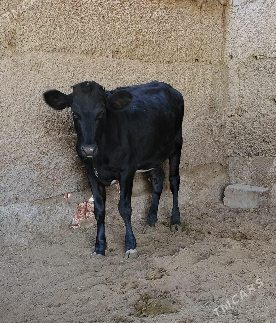 Çorni piyostur tuwe - Herrikgala - img 2